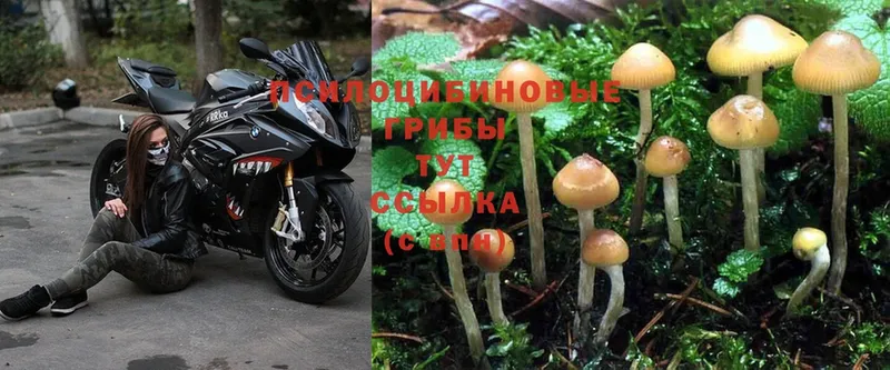 Псилоцибиновые грибы Magic Shrooms  Бутурлиновка 